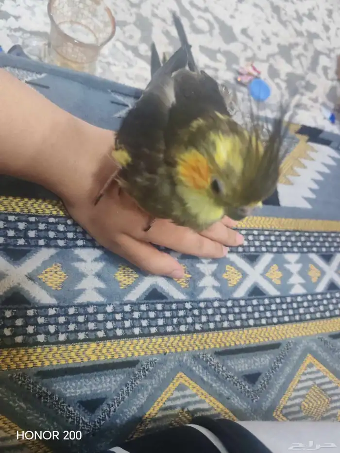 كروان كوكتيل 2