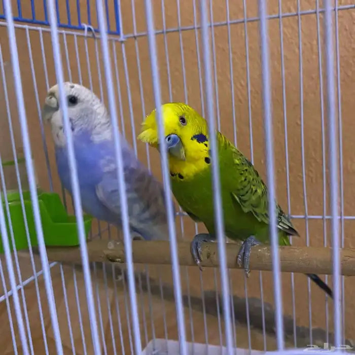 زوج بادجي قد سبق لها وانتج 0