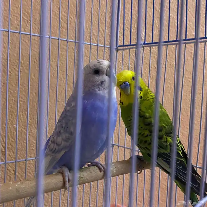 زوج بادجي قد سبق لها وانتج 1