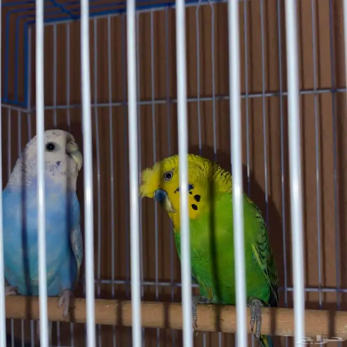 زوج بادجي قد سبق لها وانتج 2