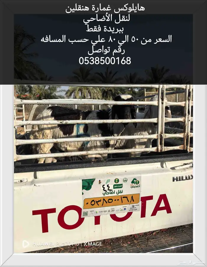 نقل وتوصيل أضاحي 0