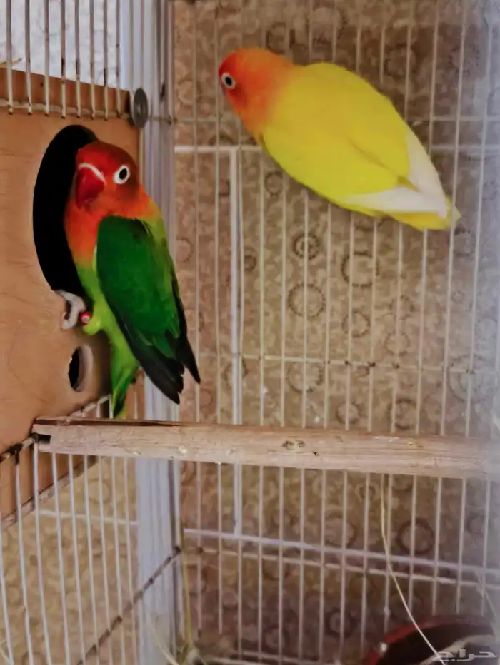 جوز روز فشر 1
