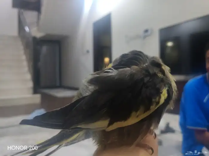 كروان كوكتيل 0