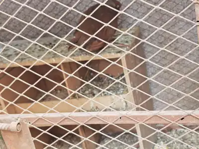 حمام عراقي صنف احجام كبير 4
