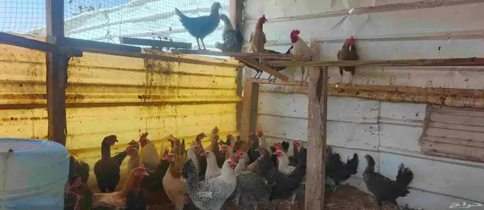 دجاج بلدي و فيومي 0