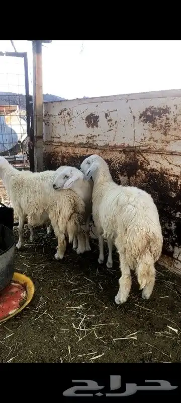 طليان حريه نظيفه 0