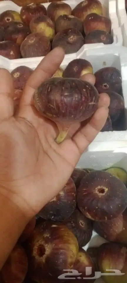 تين بلدي 2