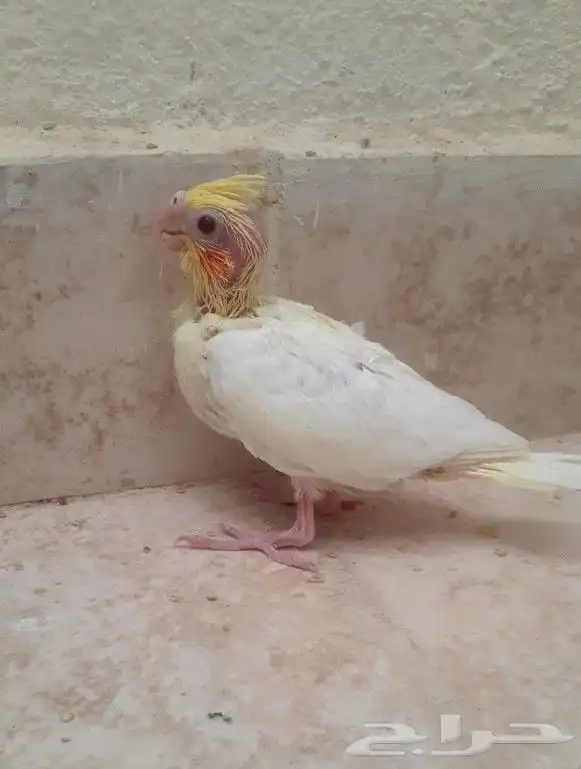 فروخ كروان ( تم البيع ) 1