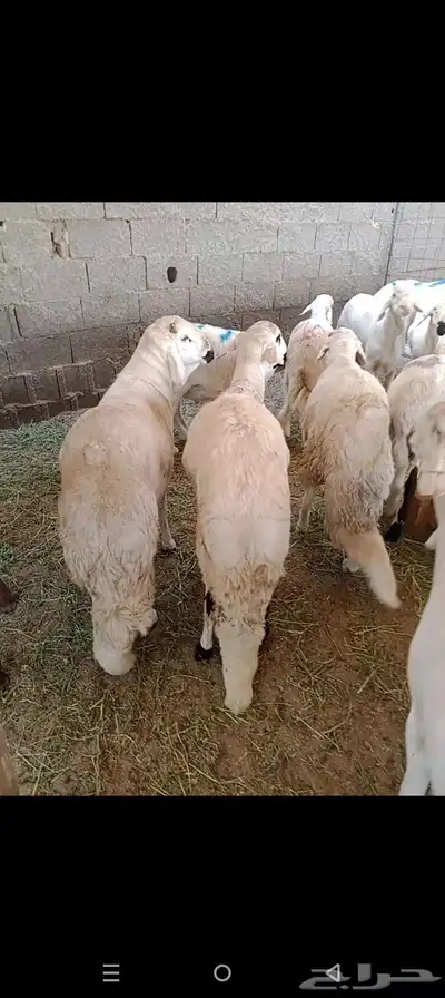 أضاحي 2
