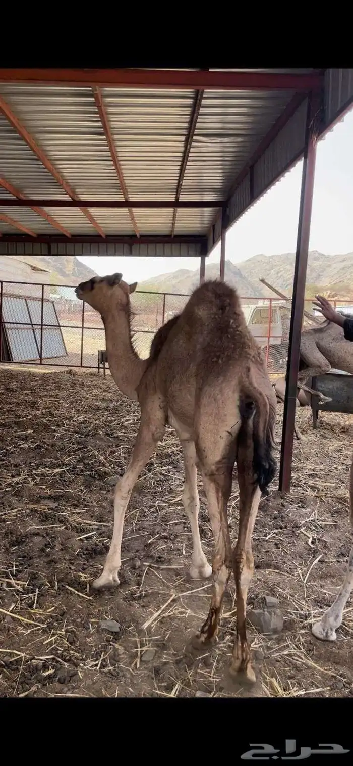 بكره للبيع قعوده زبده 1