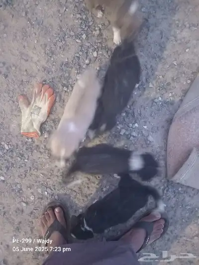 جرو كلاب صغيرة مجاناا 1