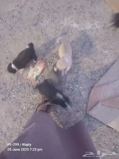 جرو كلاب صغيرة مجاناا 2