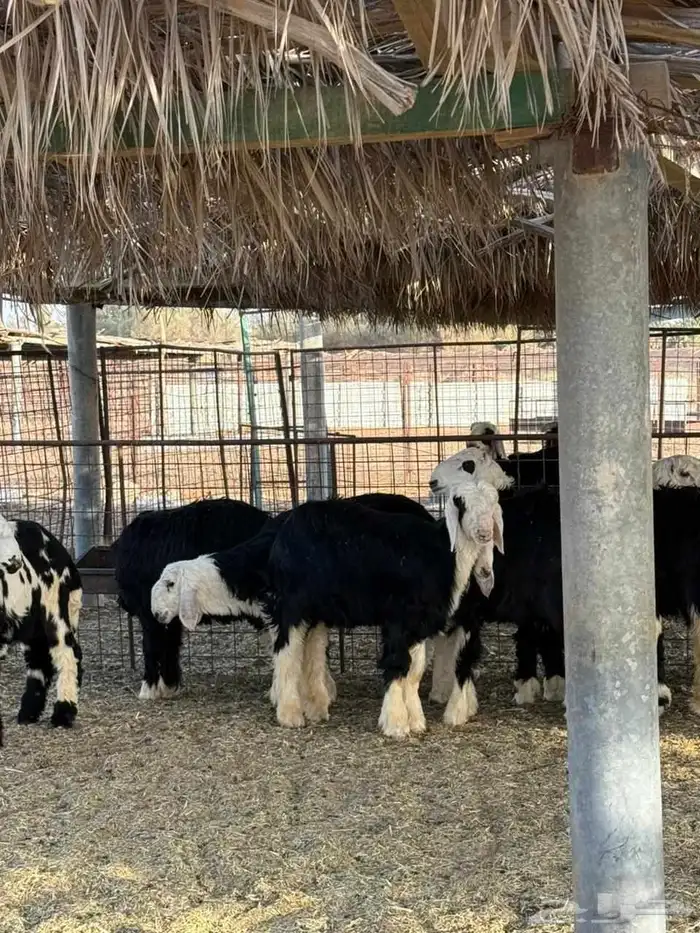 نجد جذعات وجذعان 4