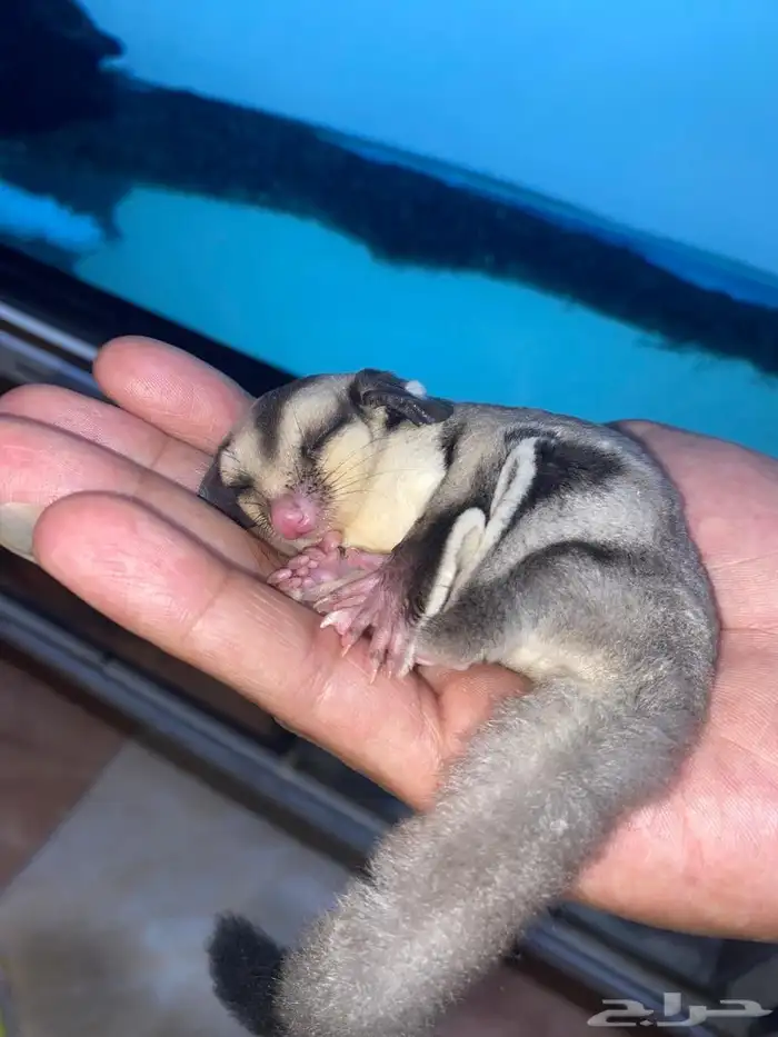 suger gliders 0