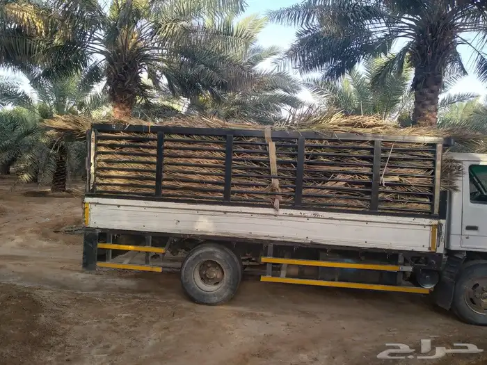 سعف نخيل طيب جديد أخضر للعرايش 2