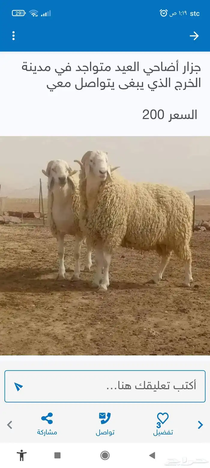 السلام عليكم يوجد قصاب او جزار ثاني يوم العيد 1