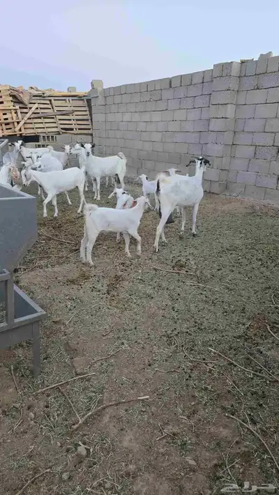 تيوس مشاريع هذي صورة الامهات العدد 5 الاب سانين بيور 12
