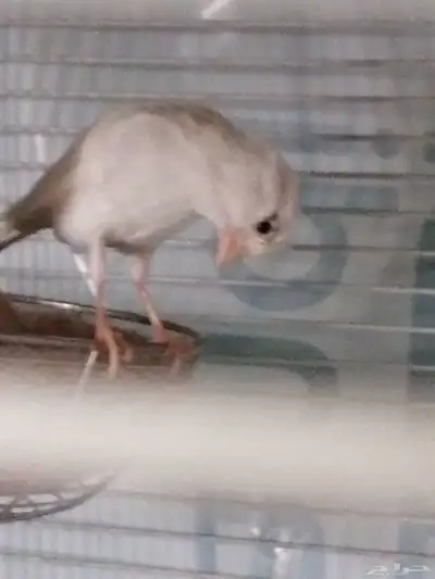 3 اناث كناريي للبيع 1