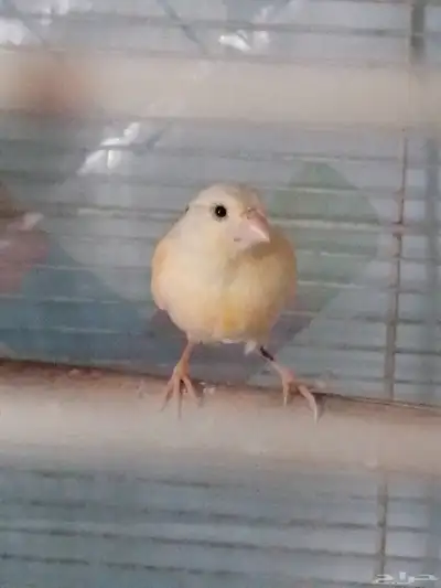 3 اناث كناريي للبيع 0