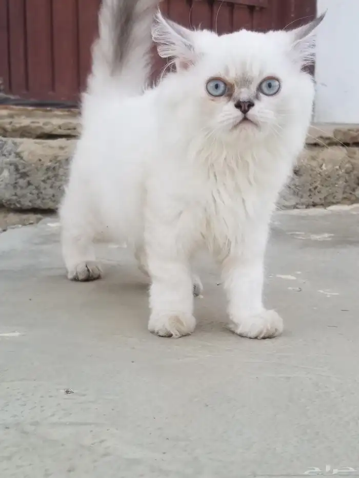 قطة هياملايا للبيع من ام هيمالايا واب شيرازي ملقحة 2