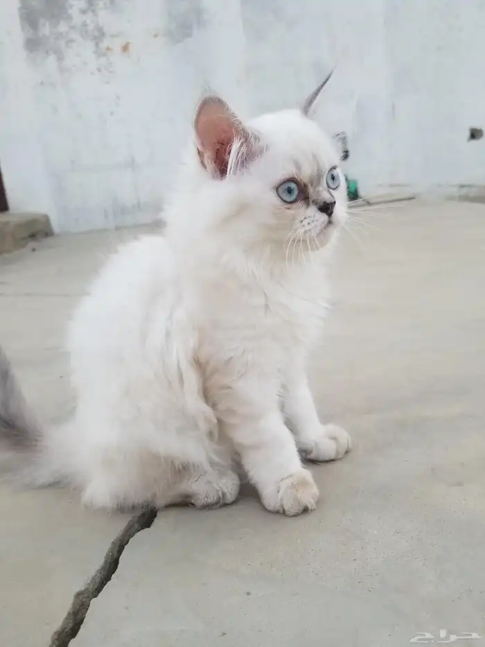 قطة هياملايا للبيع من ام هيمالايا واب شيرازي ملقحة 0