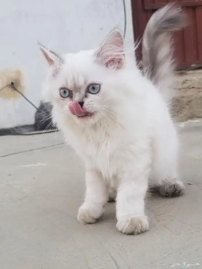 قطة هياملايا للبيع من ام هيمالايا واب شيرازي ملقحة 1