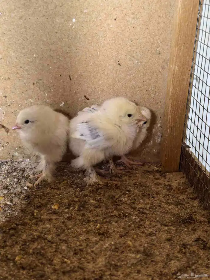 صوص براهما عمر اسبوعين 1