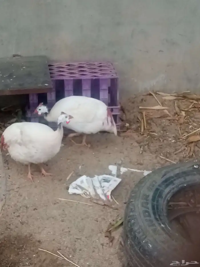 زوج حجل صحتها ممتازه 2