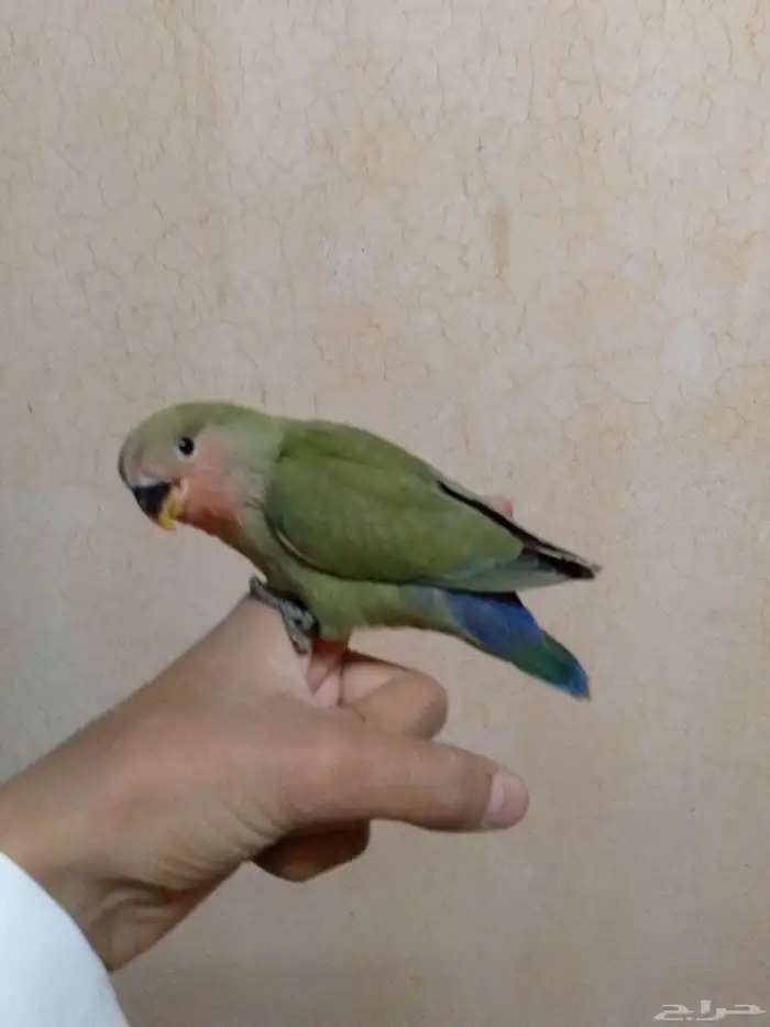 تم البيع 2