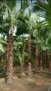 مقاولات شبوك ونخيل في انحا المملكه العربيه السعوديه بأسعار ا 0