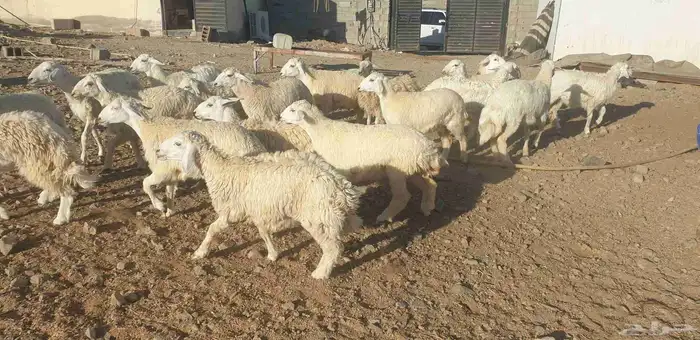 اضاحي حري سواكني مسلخ بالموقع مجهز اذبح وقطع واستلم 5