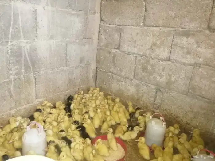 صوص بط بكيني 1