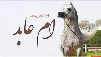 تنفيذ افخم وارقى الزفات والشيلات بالأسماء لجميع المناسبات 0