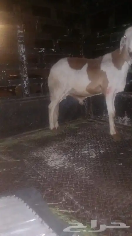 جزار سوداني 0