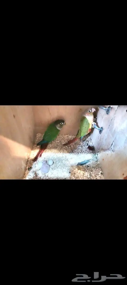 زوج كنيور معاه فرخ (تم البيع) 0