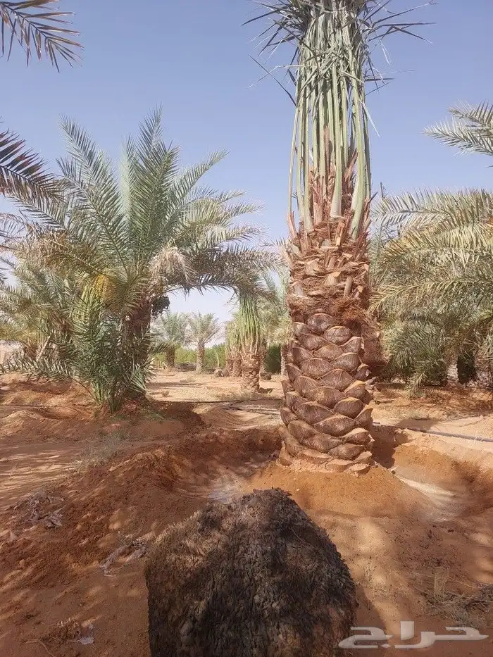 نخل اخلاص 0