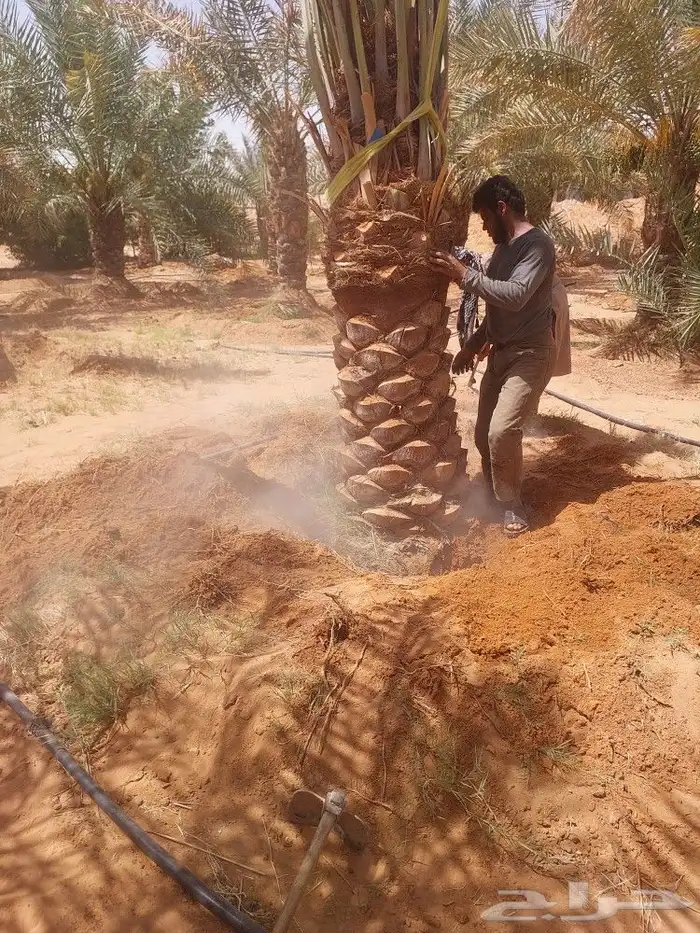 نخل اخلاص 1