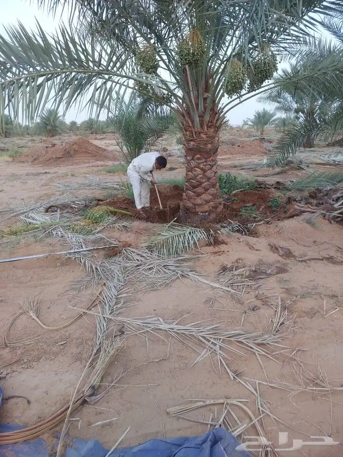 نخل اخلاص 3