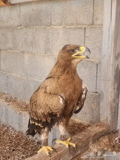 طير غير معروف 2