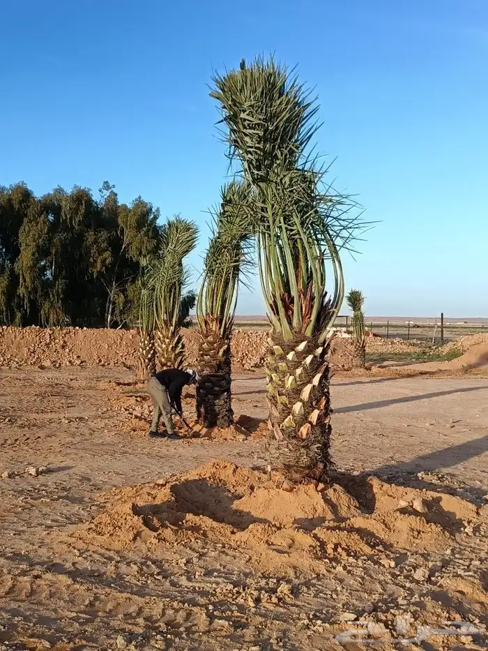 نخل مثمر للبيع خلاص برحي سكري روثان نخيل نظيف 0