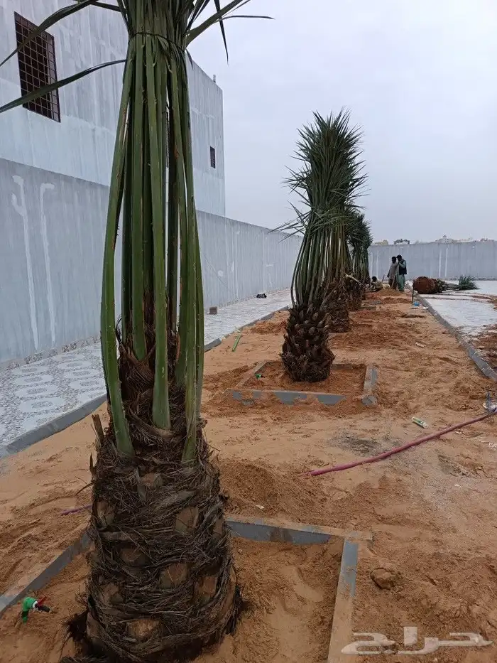 نخل مثمر للبيع خلاص برحي سكري روثان نخيل نظيف 5