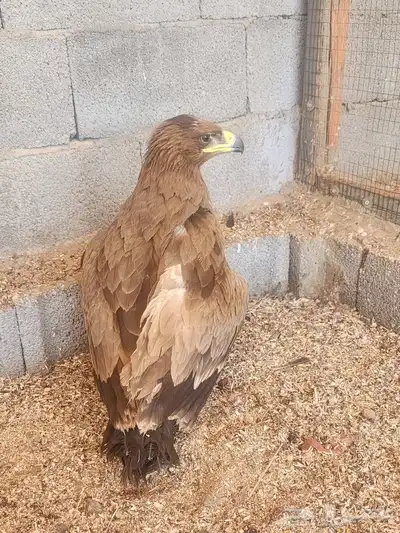 طير غير معروف 3