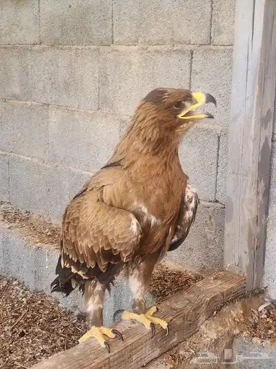 طير غير معروف 0