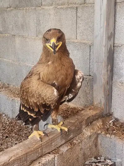 طير غير معروف 4