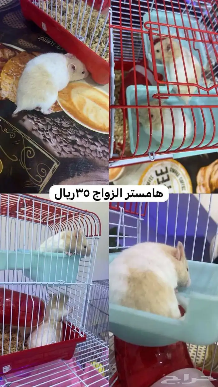 همستر 0