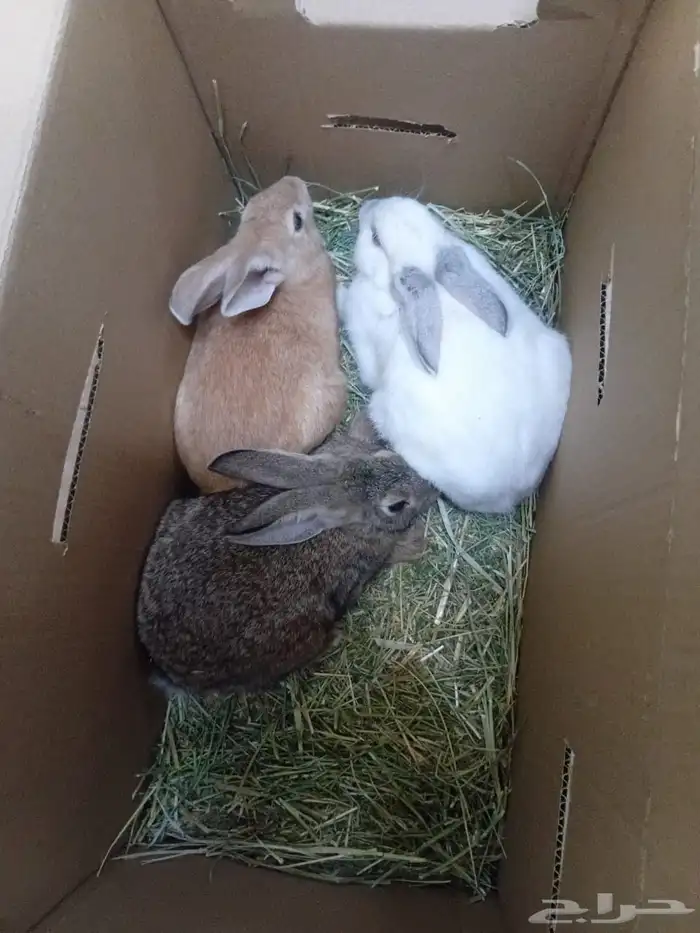 أرانب للبيع (( تم البيع )) 0
