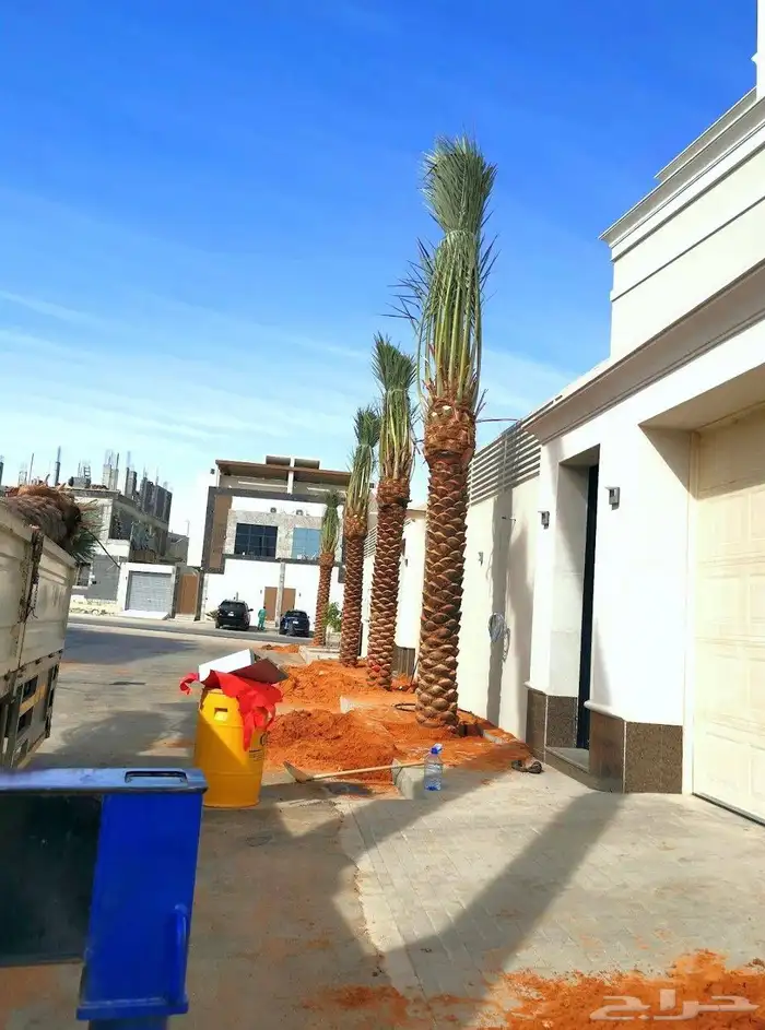 توريدنخيل وأشجار زيتون وتركيب الشبوك 7