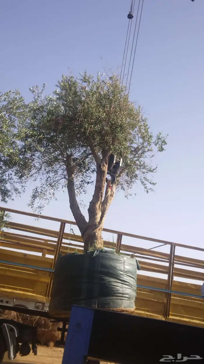 توريدنخيل وأشجار زيتون وتركيب الشبوك 1
