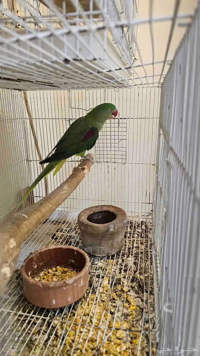 انثى دره نيبالي سوبر جامبو 6