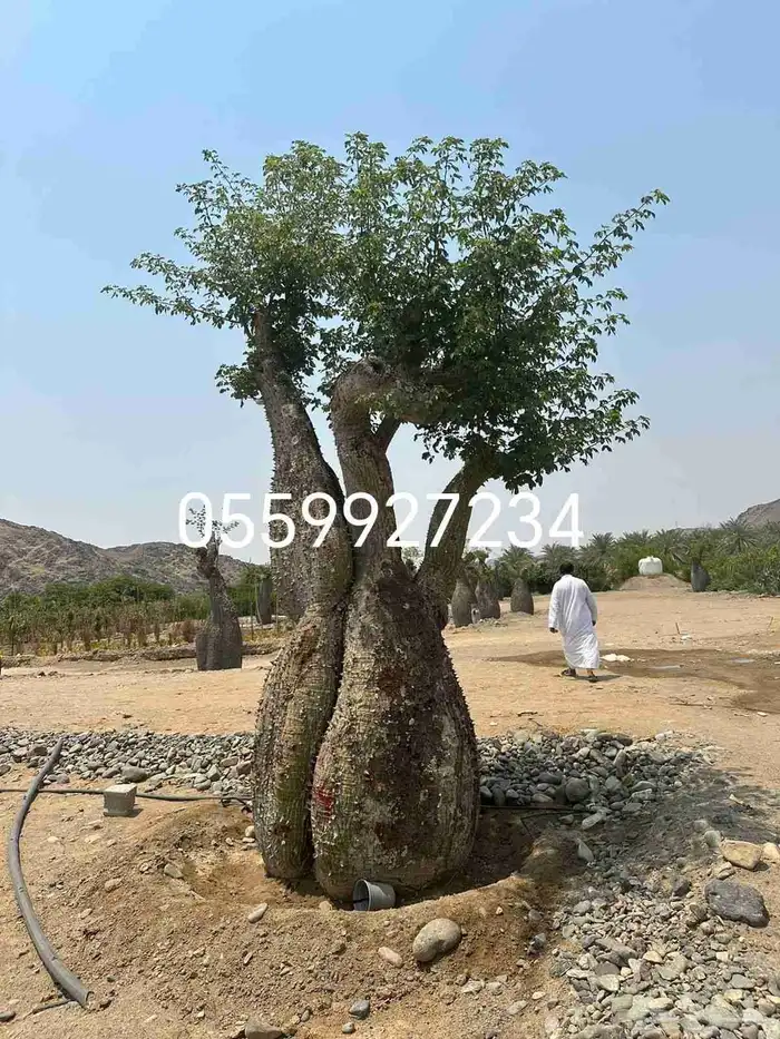 كريزيا كوريزيا 0